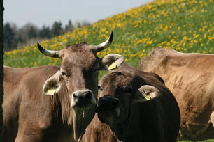 The image features two cows standing in a meadow full of flowers.