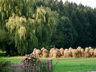 The image depicts a rural Allgäu pasture where bales of hay rest under a large, shady tree, with a rose bush nearby.
