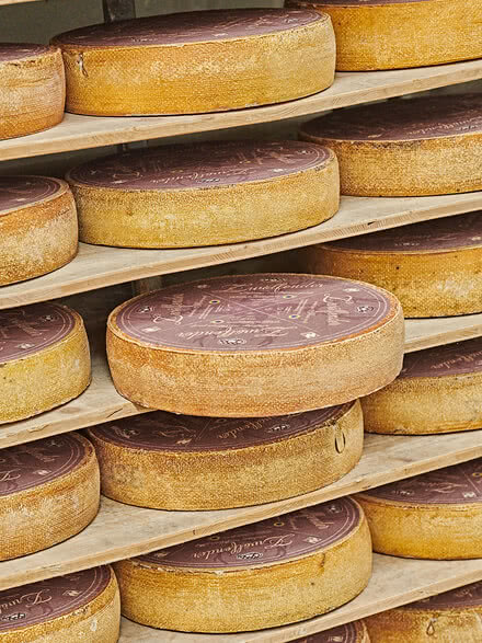 The image displays several round wheels of organic cheese, carefully stacked on wooden shelves in our Allgäu aging cellar.