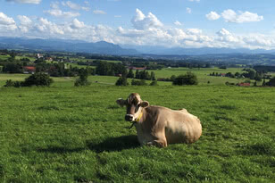 Our image depicts a cow resting in a lush Allgäu meadow, with a picturesque landscape in the background—a scene that reflects our commitment to sustainable, regional cheese craftsmanship.